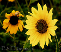 IMG_0006C200.jpg
